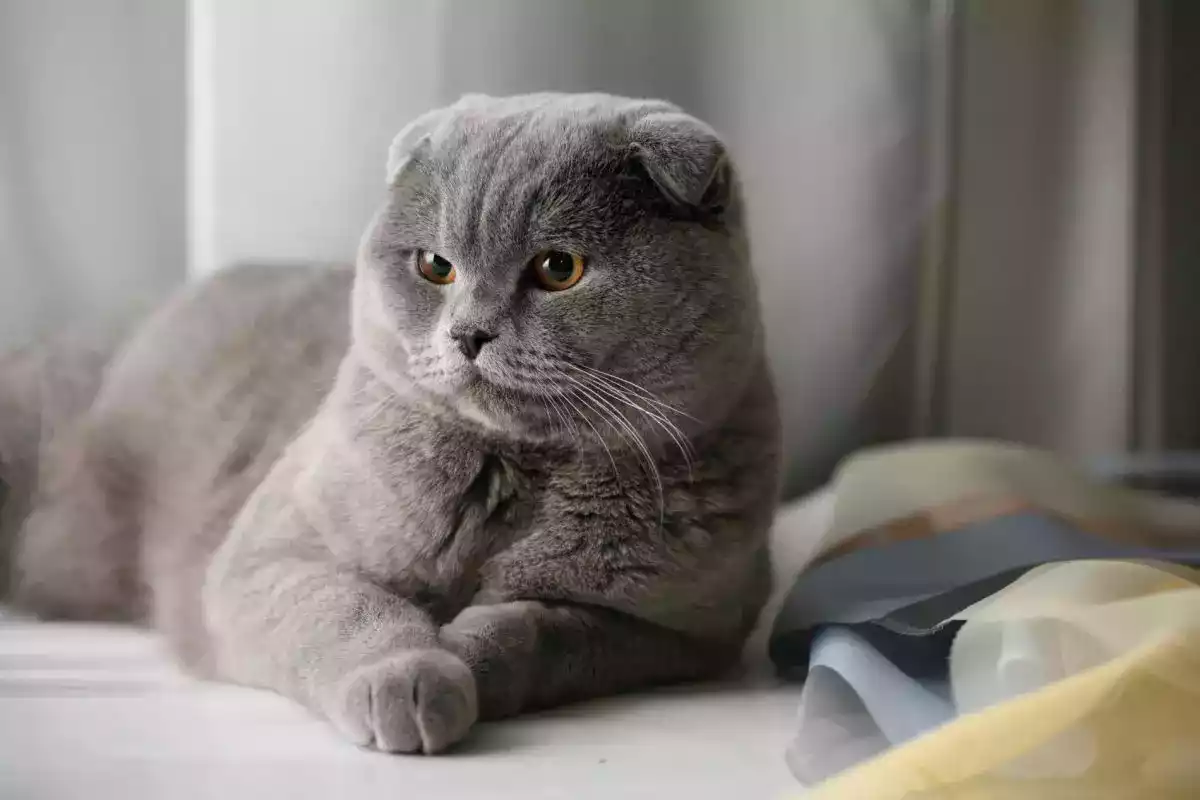 Kucing Scottish Fold