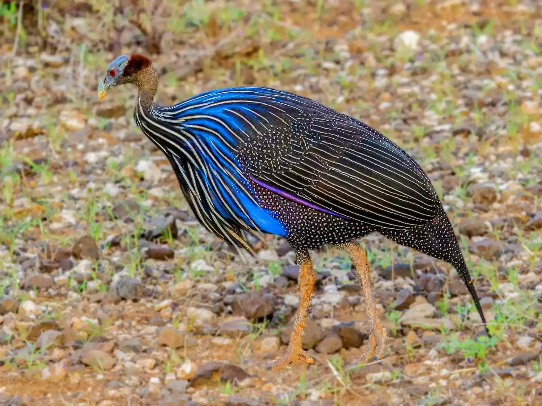 Ayam Guinea Fowl (Mutiara)