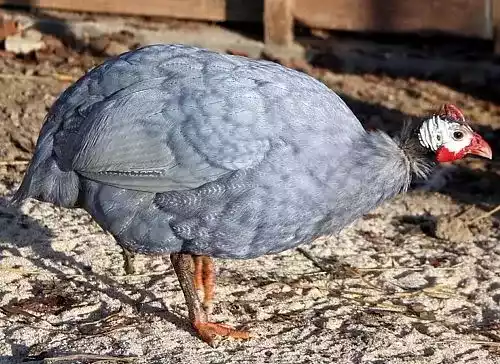 Ayam Blue Guinea Fowl