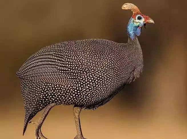 Ayam Brown Guinea Fowl