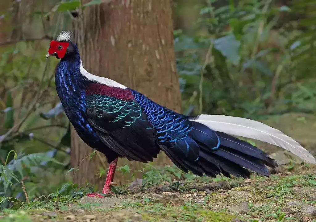 Ayam Swinhoes Pheasant