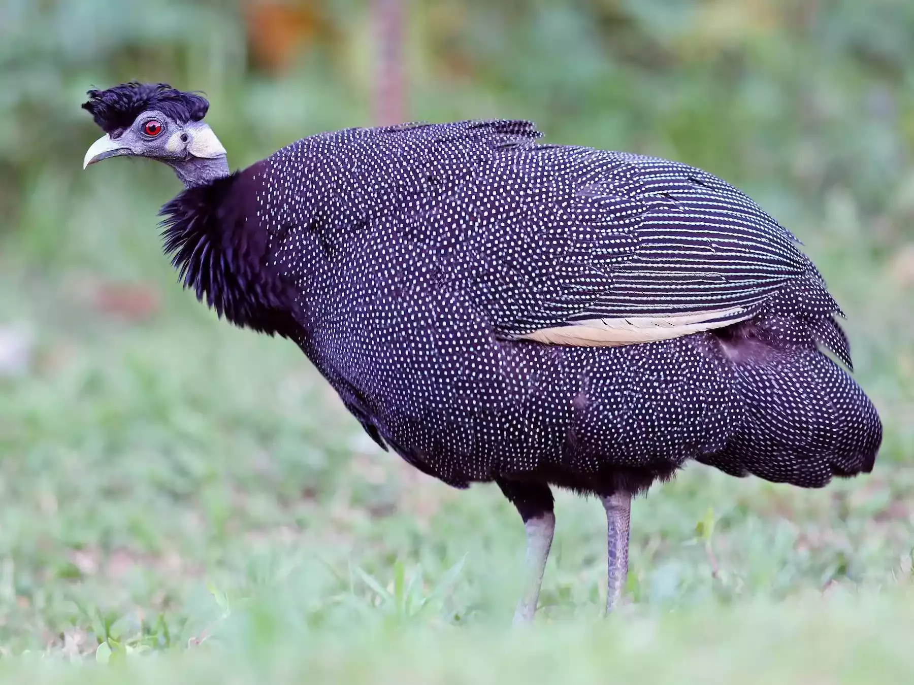 Ayam Crested Guinea Fowl