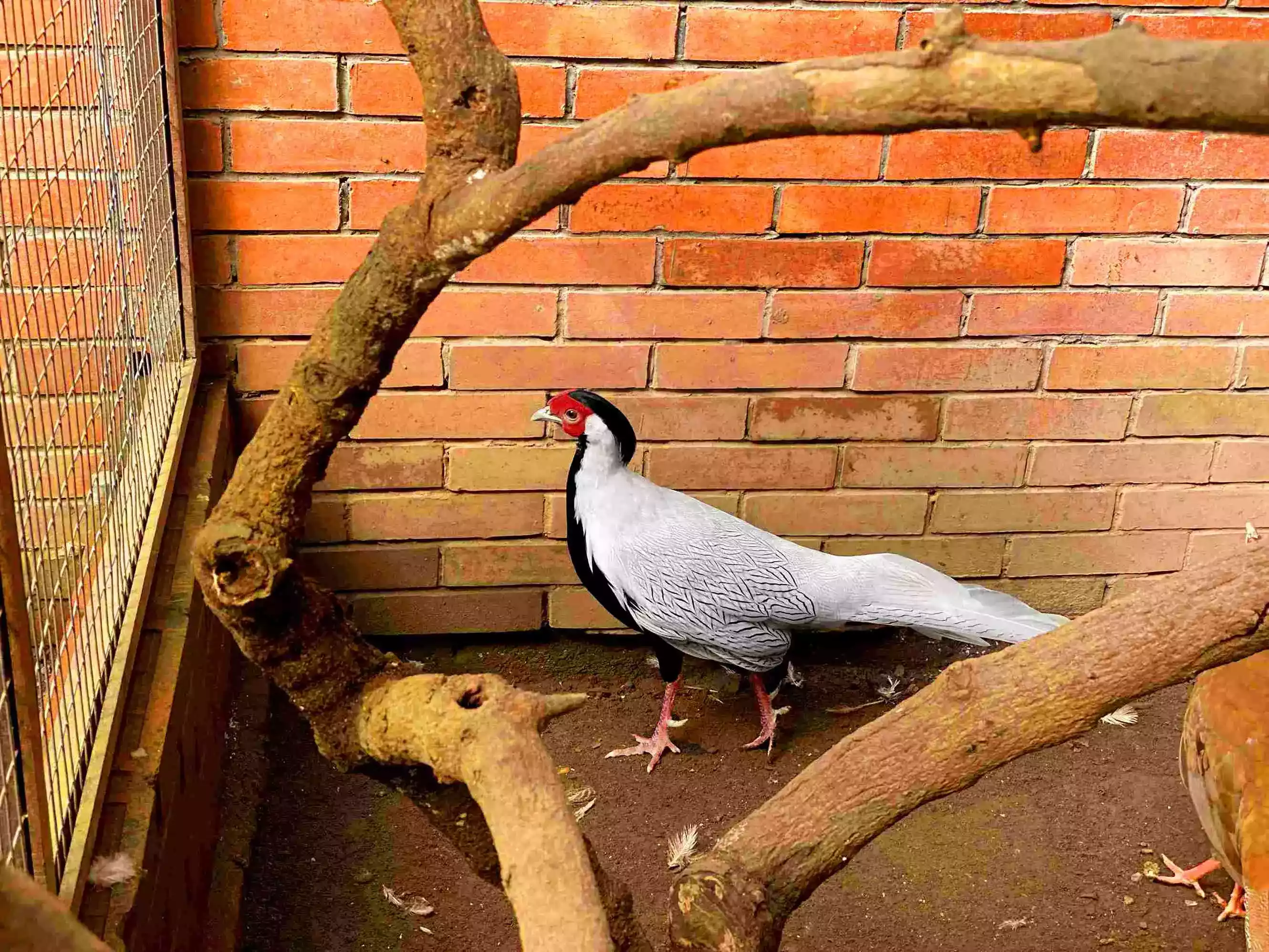 Ayam Silver Pheasant