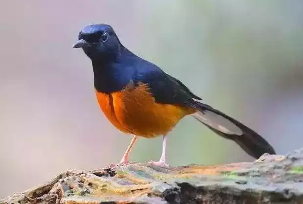 Burung Murai Batu Borneo