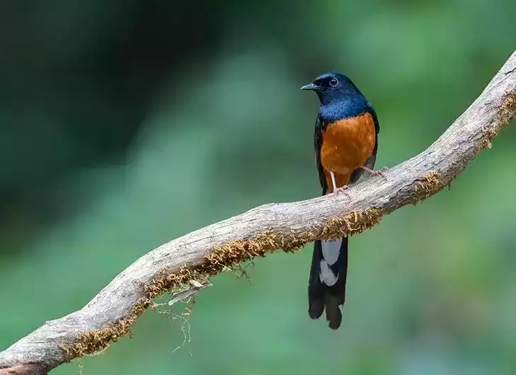 Burung Murai Batu