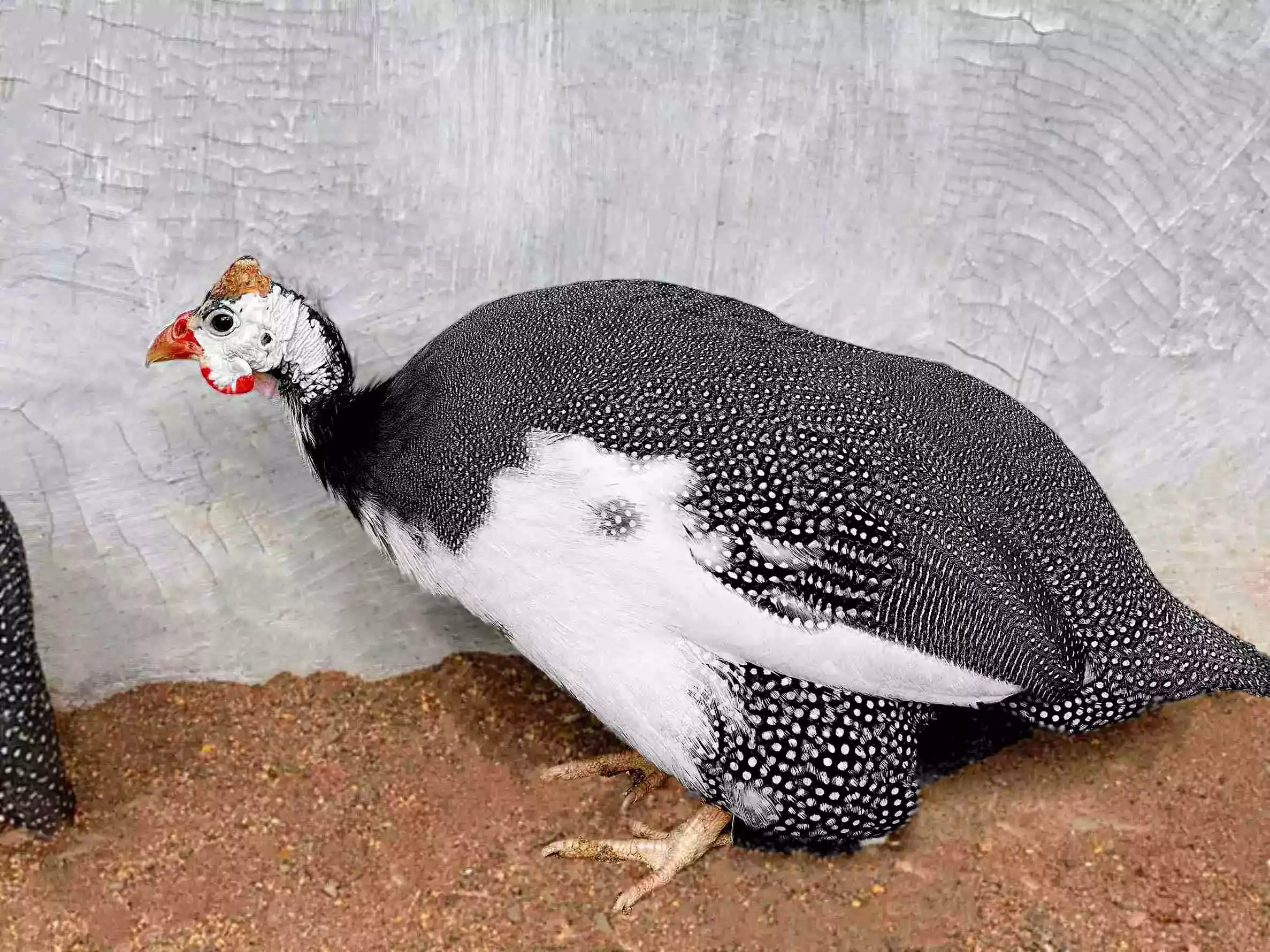 Ayam Pied Guinea Fowl