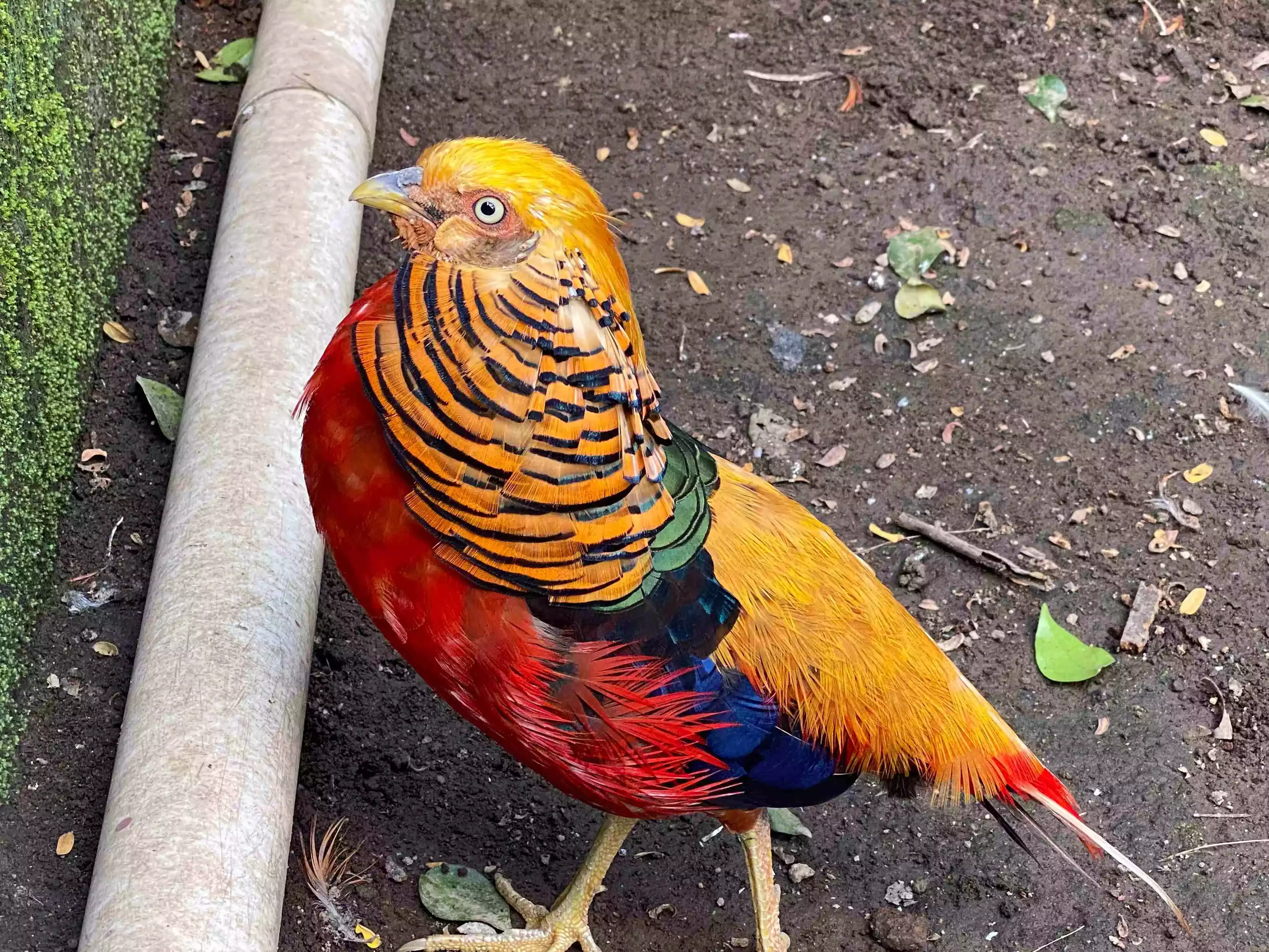 Cara Ternak Ayam Golden Pheasant