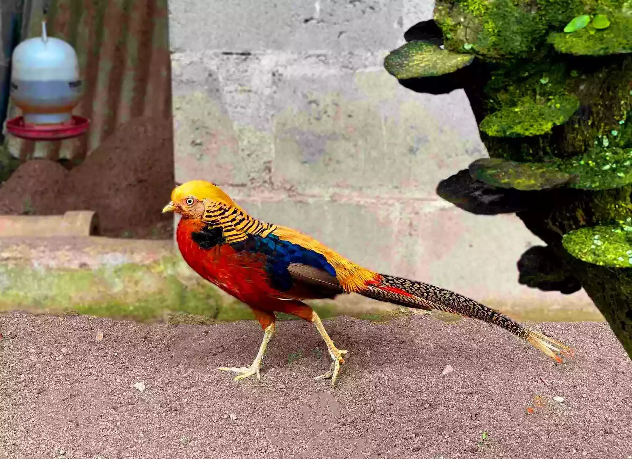 Ayam Golden Pheasant