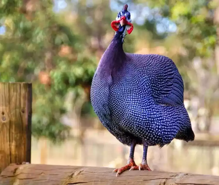 Ayam Royal Purple Guinea Fowl