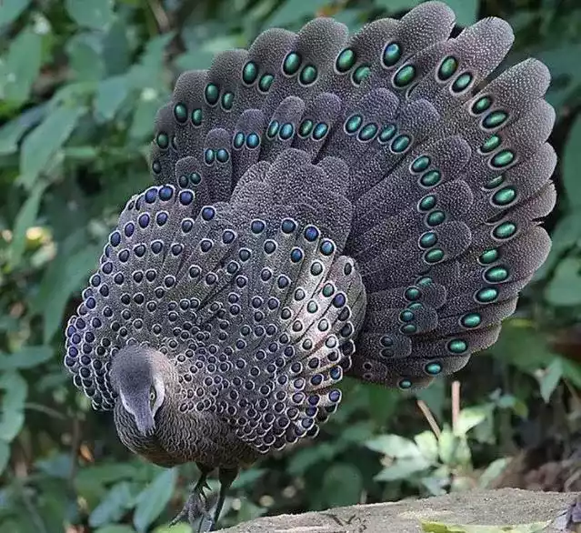 Ayam Grey Peacock Pheasant