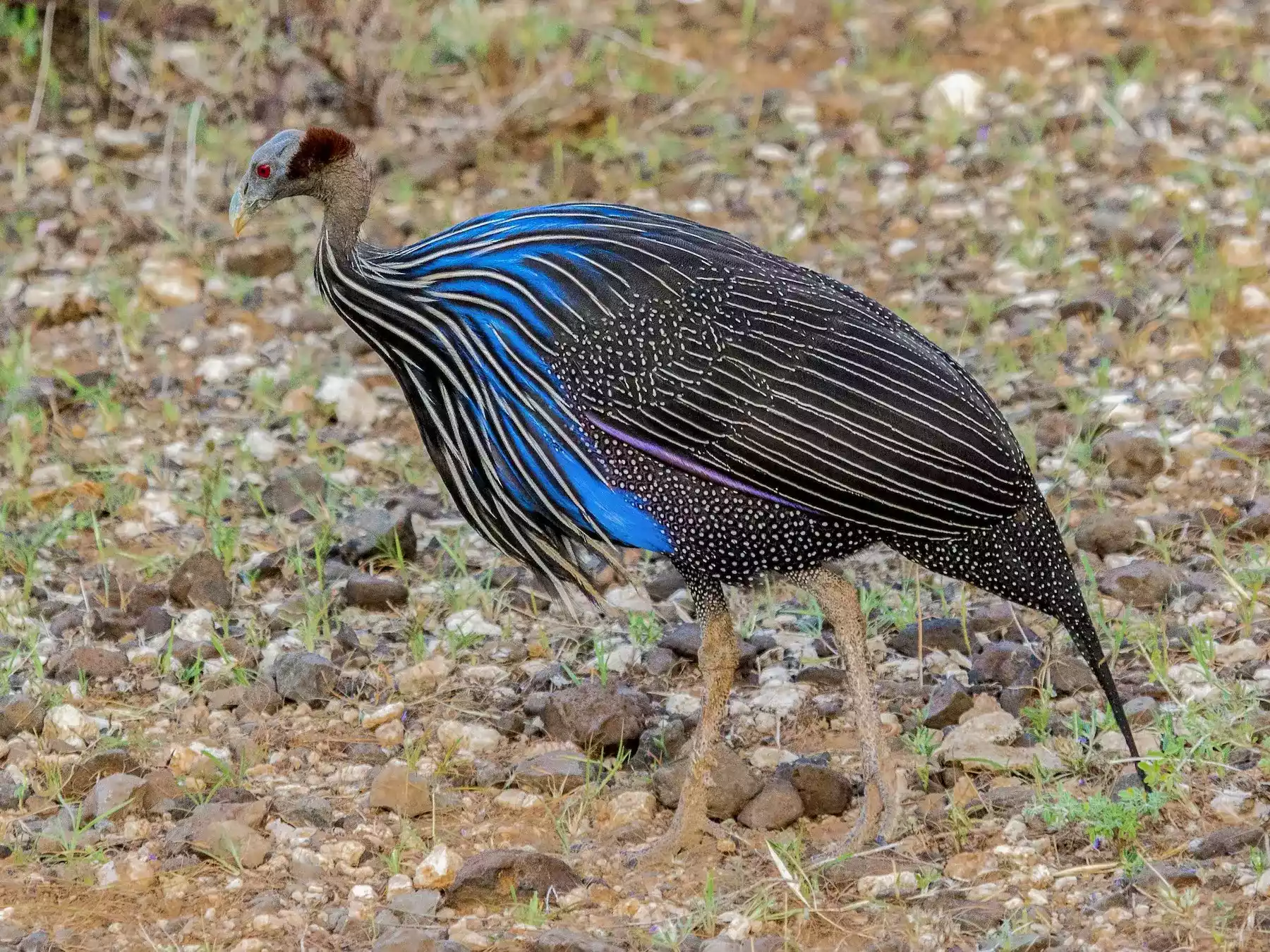 Ayam Vulturine Guinea Fowl