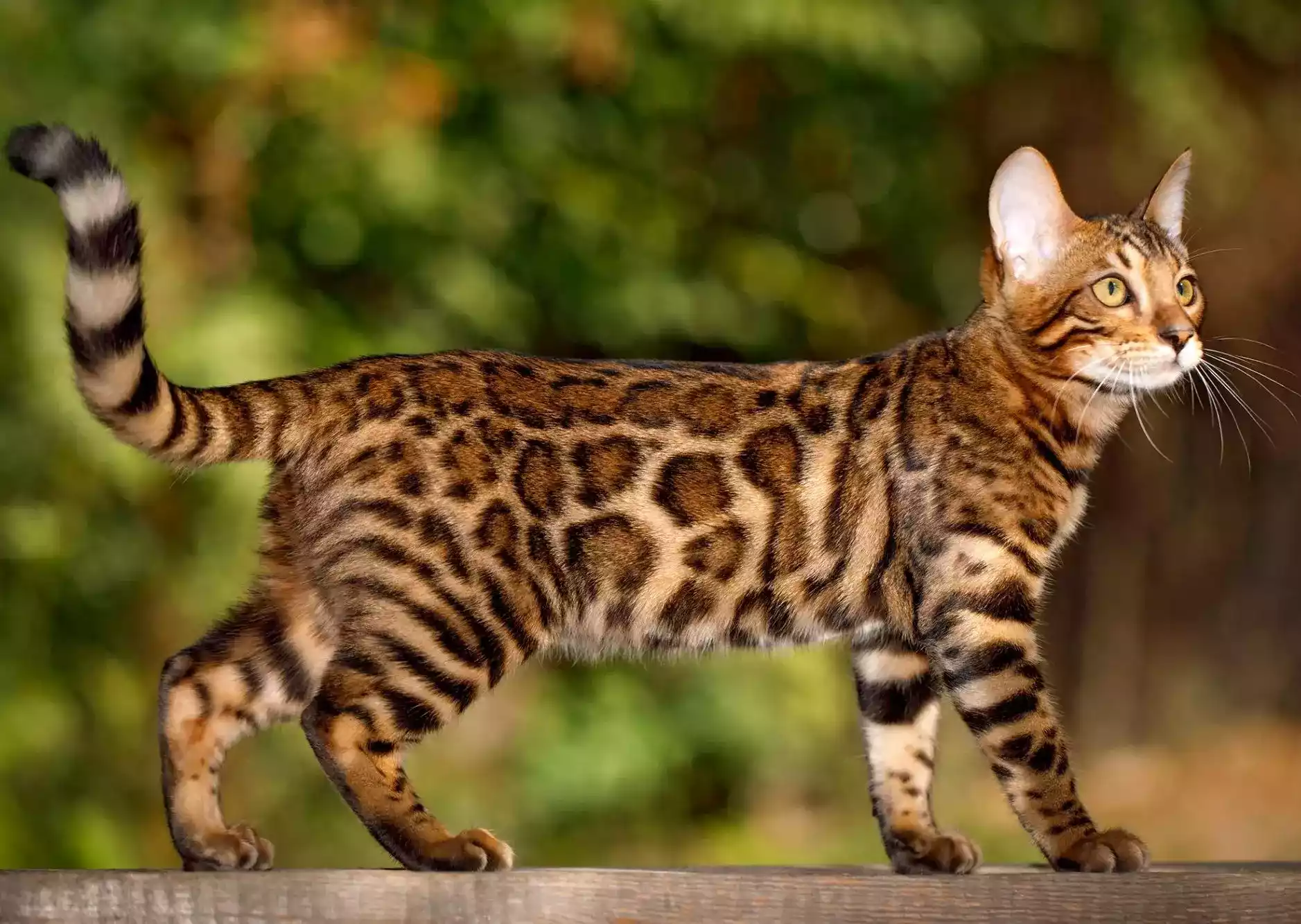 Kucing Bengal