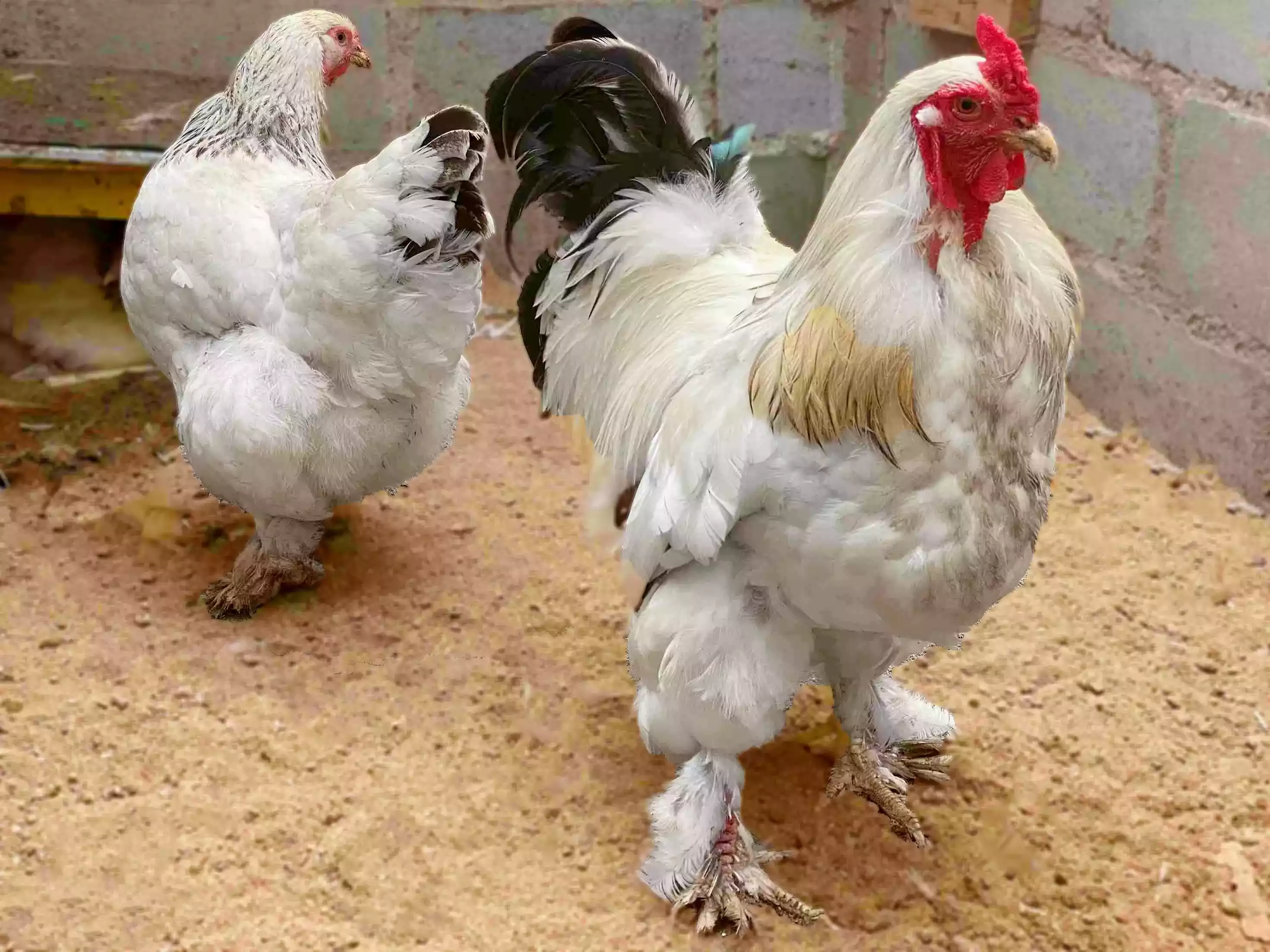 Ayam Brahma