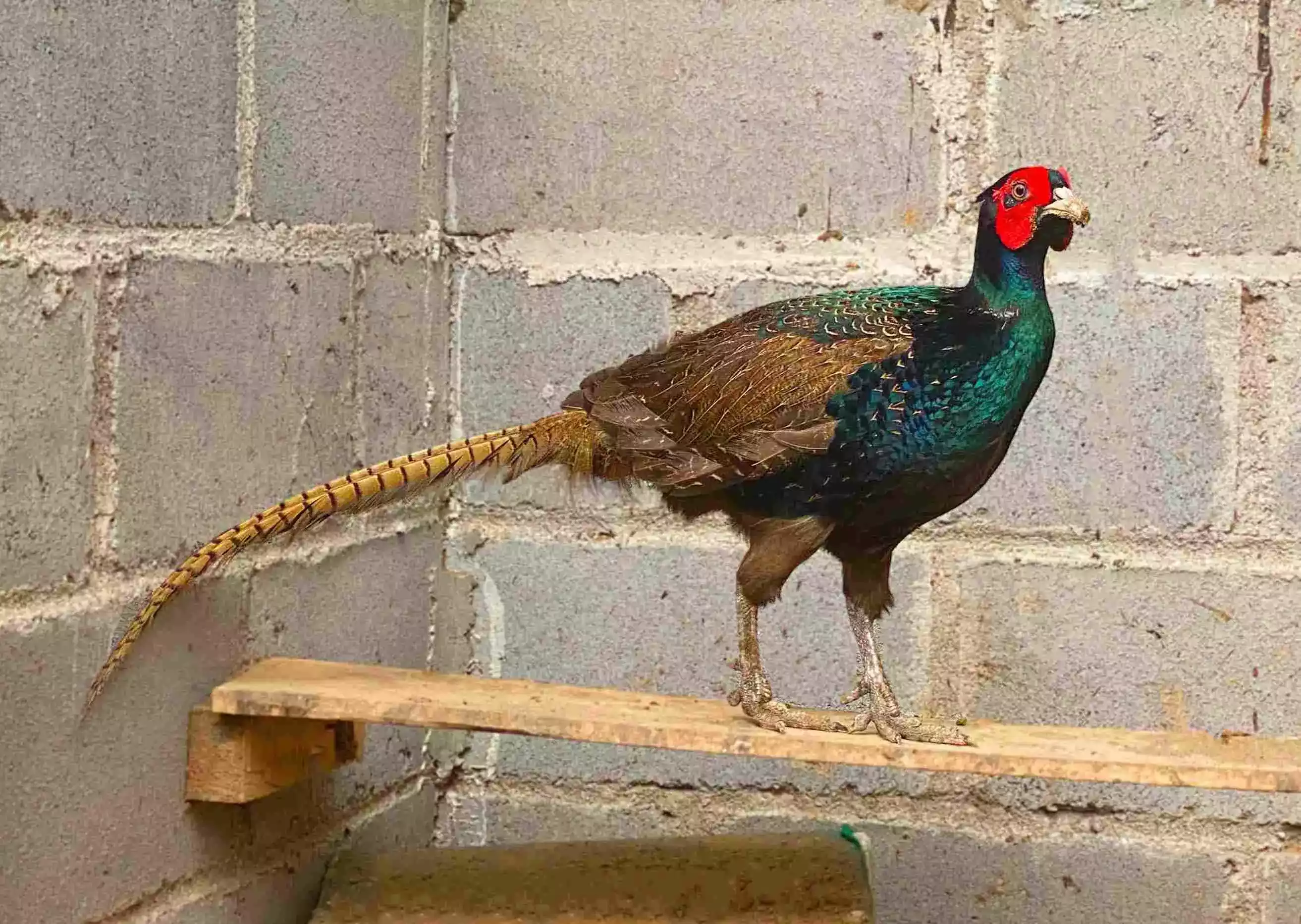 Ayam Ringneck Pheasant