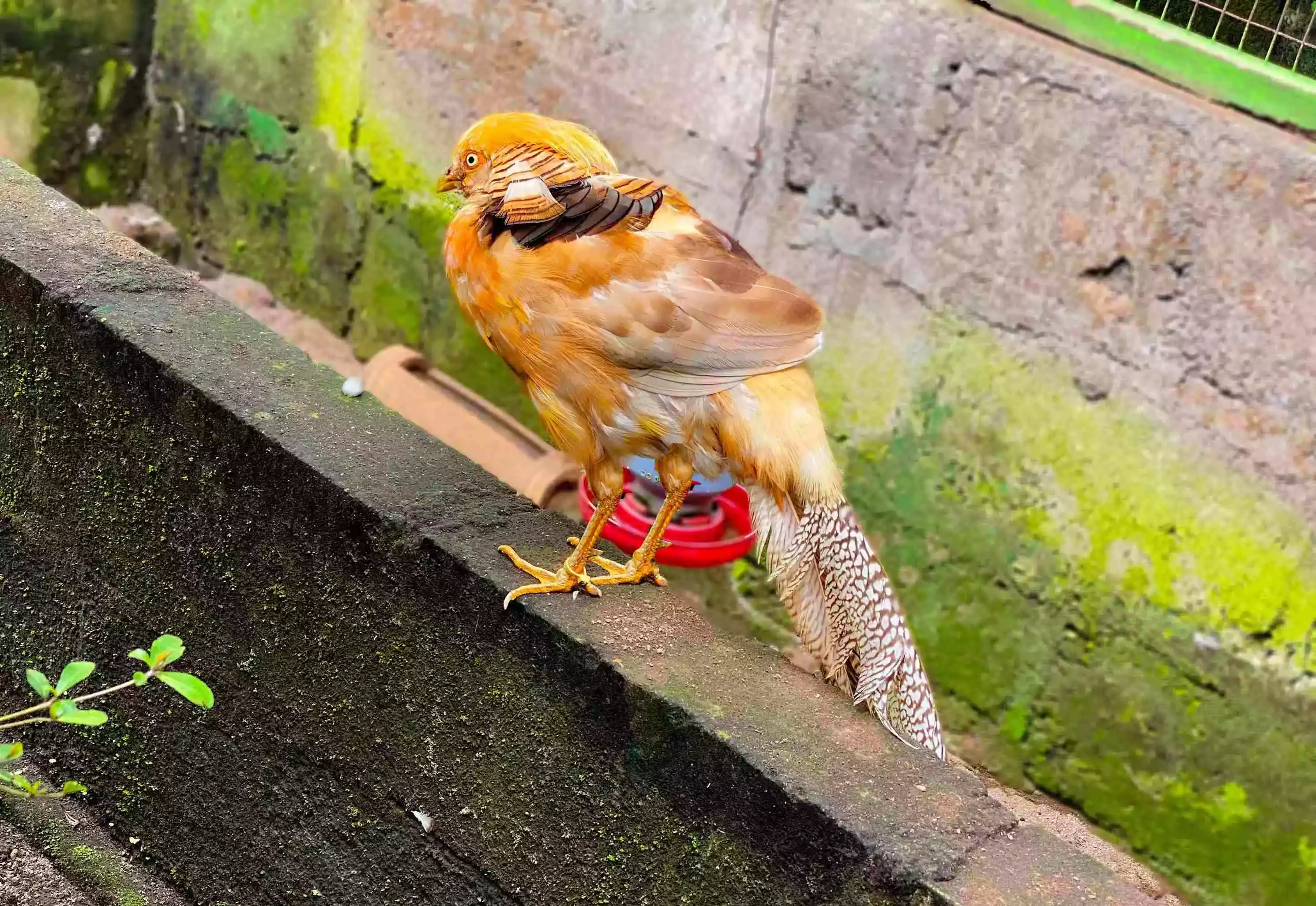 Ayam Yellow Pheasant