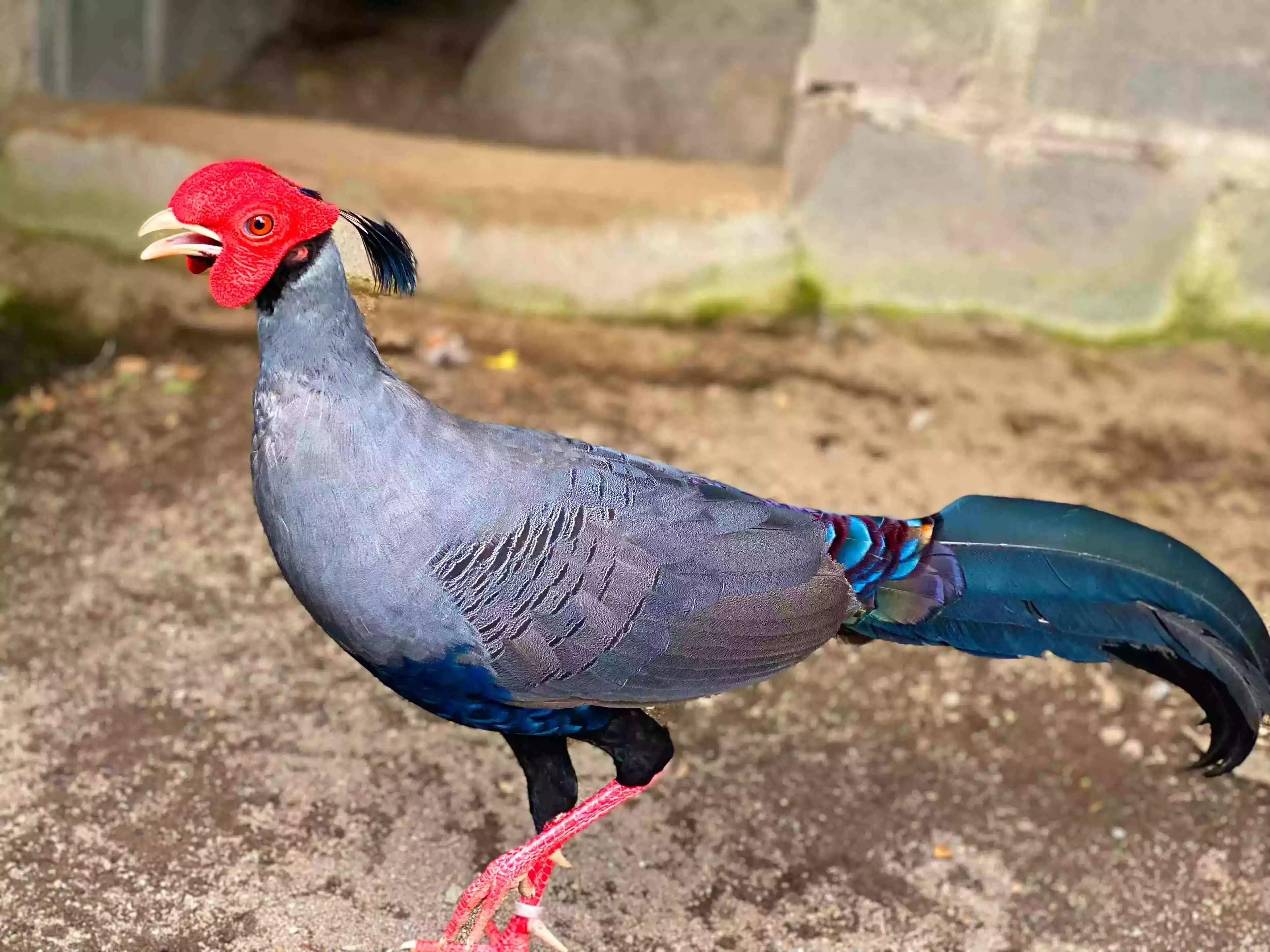 Ayam Siamese Fireback Pheasant