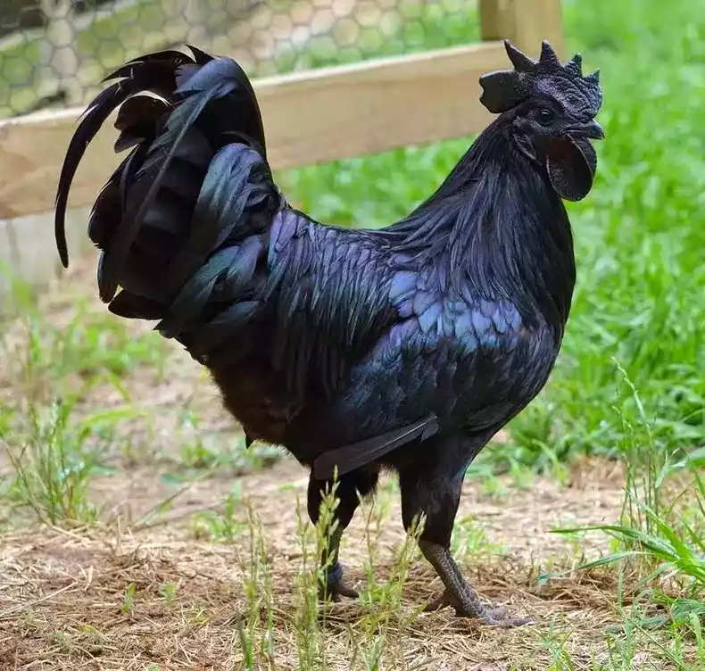 Ayam Cemani Hitam