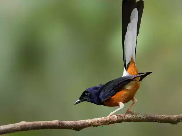 Burung Murai Batu Nias