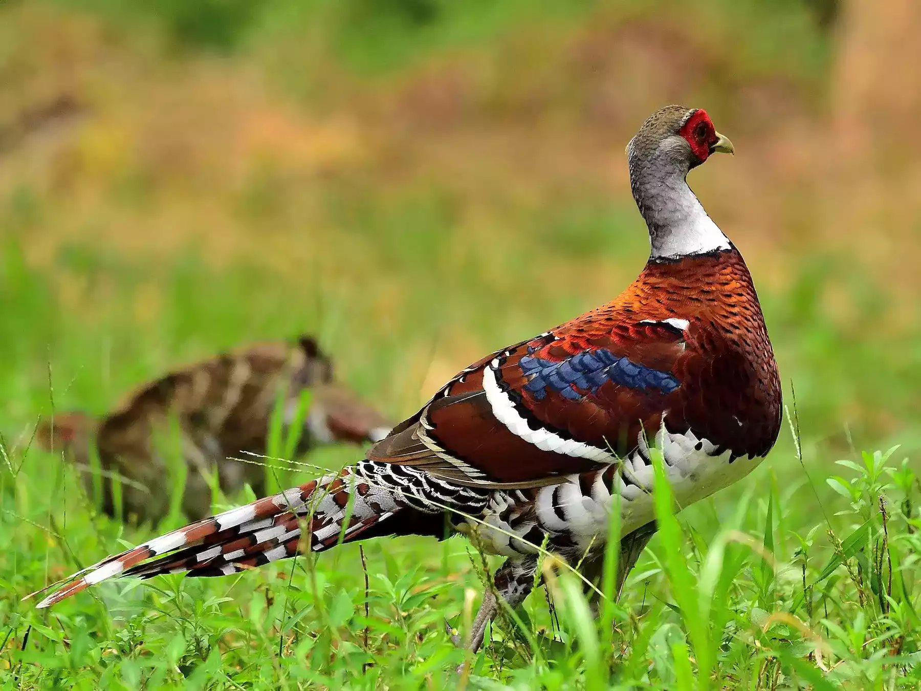 Ayam Elliot Pheasant