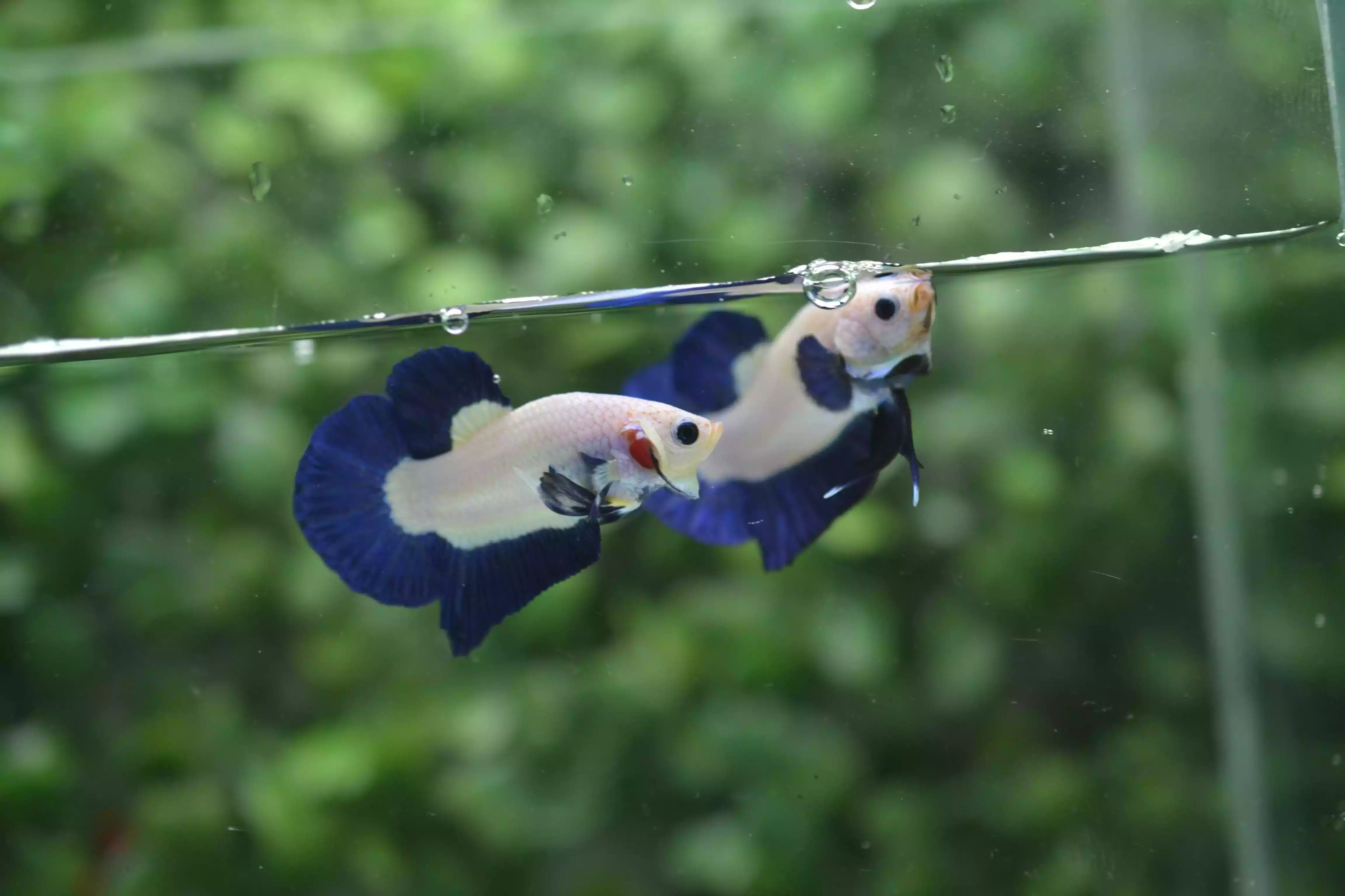 Ikan Cupang Plakat