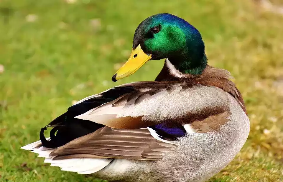 Bebek Mallard