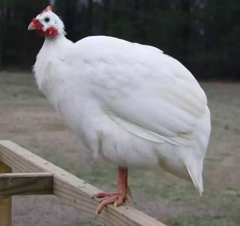 Ayam White Guinea Fowl