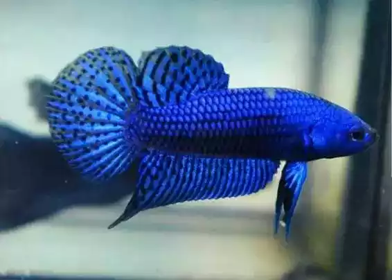 Ikan Cupang Alien Wild Betta Hybreed