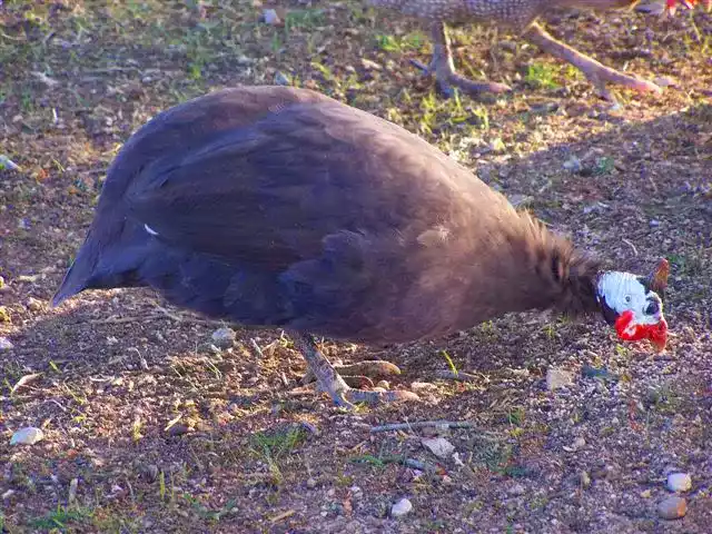 Ayam Violete Guinea Fowl