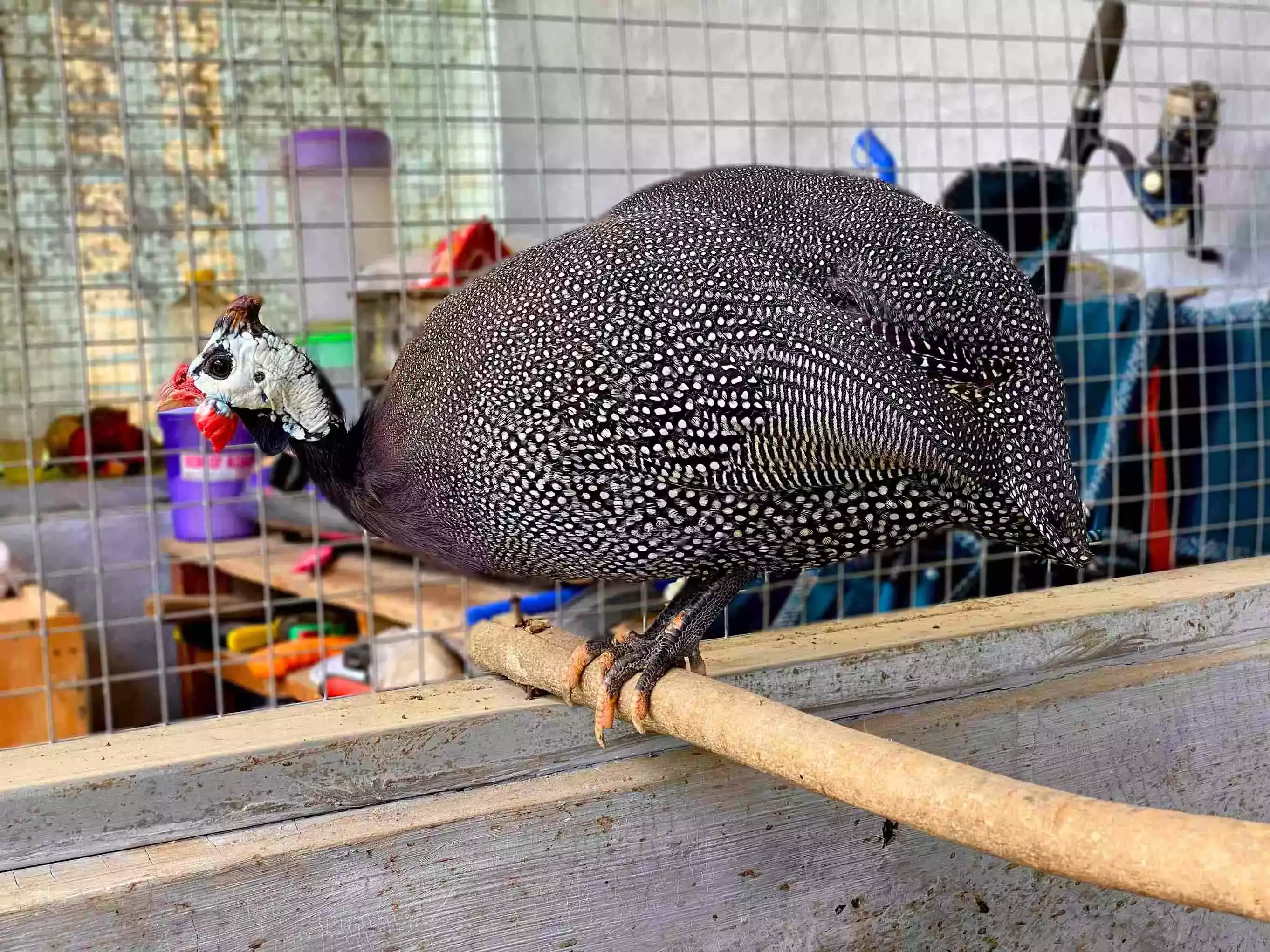 Ayam Gray Guinea Fowl