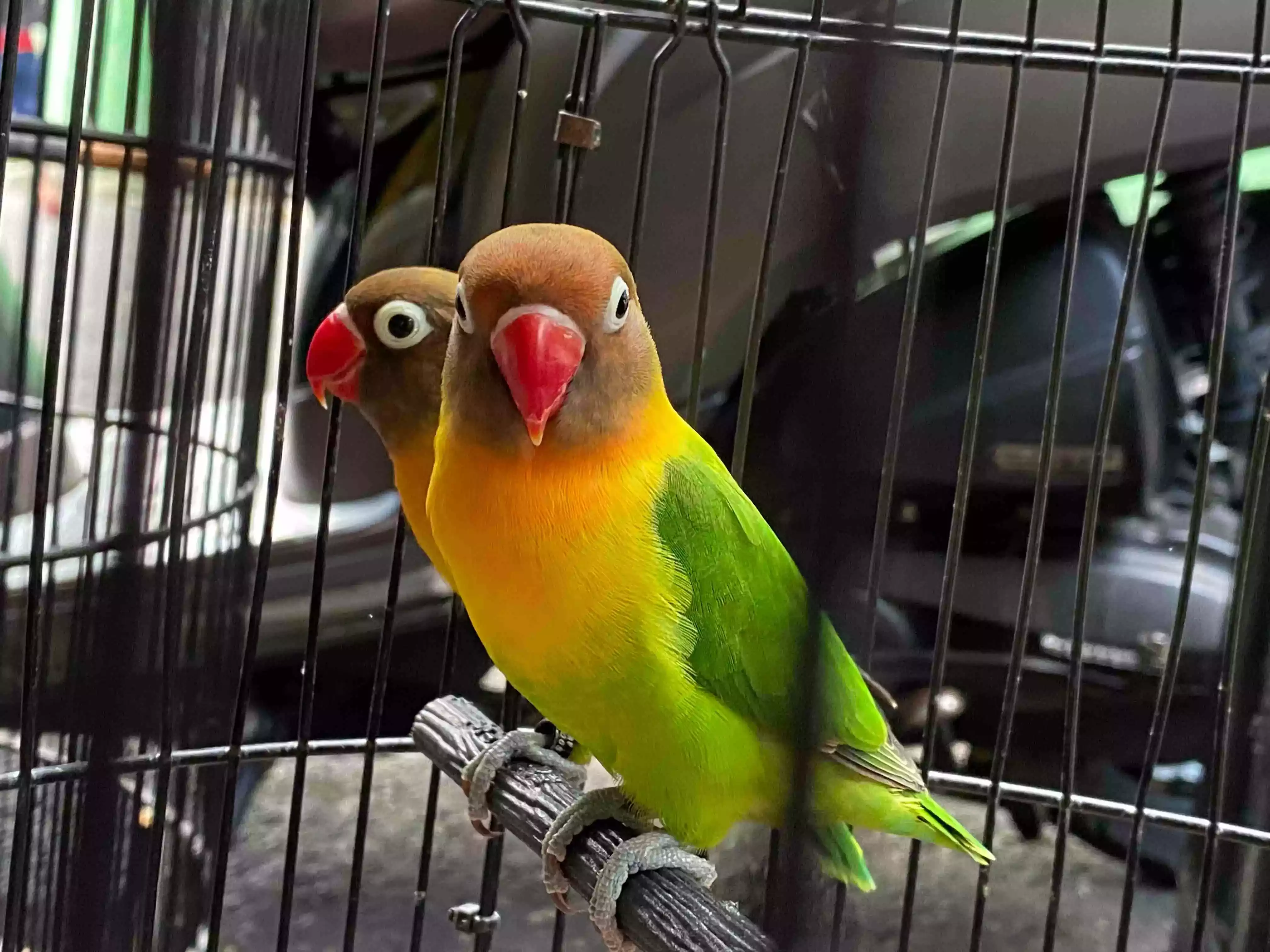 Burung Lovebird