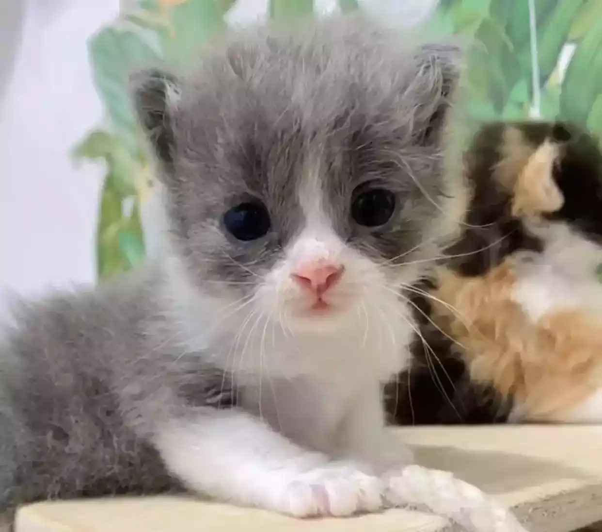 Usia Berapa Anak Kucing Boleh Dimandikan? Tidak Boleh Sembarangan Memandikan Anak Kucing Baru Lahir