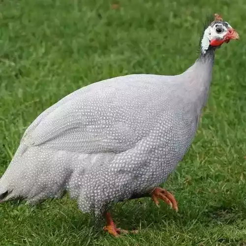 Ayam Lavender Guinea Fowl