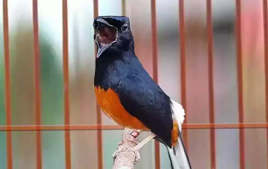 Burung Murai Batu Jambi