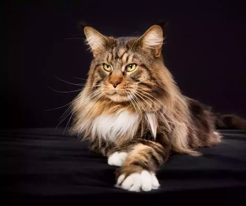 Kucing Maine Coon