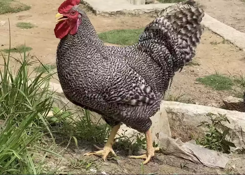 Ayam Plymouth Rock (Barred Rock)