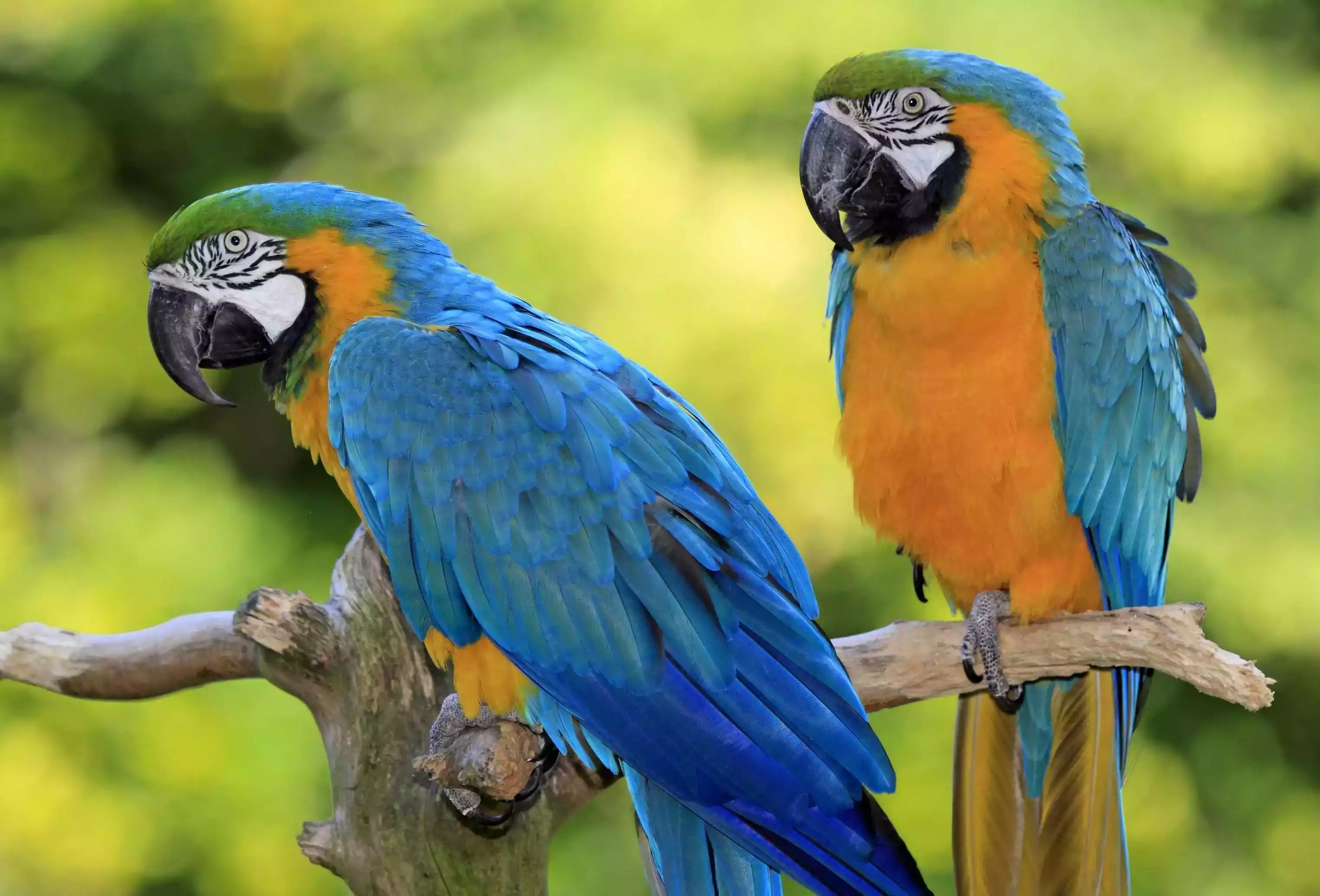 Burung Macaw