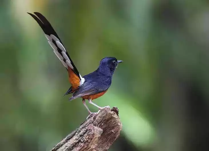 Burung Murai Batu Aceh